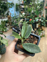 Kép betöltése a galériamegjelenítőbe: Hoya thomsonii - Tropical Home