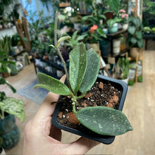 Kép betöltése a galériamegjelenítőbe: Hoya thomsonii - Tropical Home