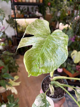 Kép betöltése a galériamegjelenítőbe: Monstera deliciosa "Mint" 12cm