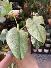 Kép betöltése a galériamegjelenítőbe: Monstera deliciosa "Mint" 12cm
