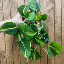 Kép betöltése a galériamegjelenítőbe: Philodendron scandens "Brasil" - Filodendron "Brasil" - Tropical Home