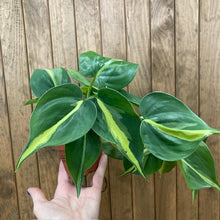 Kép betöltése a galériamegjelenítőbe: Philodendron scandens "Brasil" - Filodendron "Brasil" - Tropical Home