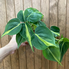 Kép betöltése a galériamegjelenítőbe: Philodendron scandens "Brasil" - Filodendron "Brasil" - Tropical Home
