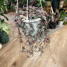 Kép betöltése a galériamegjelenítőbe: Ceropegia woodii variegata - Ámpolna gyertyavirág - String of hearts - Tropical Home