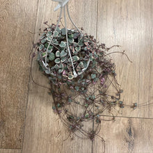 Kép betöltése a galériamegjelenítőbe: Ceropegia woodii variegata - Ámpolna gyertyavirág - String of hearts - Tropical Home