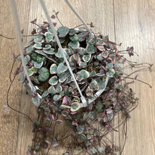 Kép betöltése a galériamegjelenítőbe: Ceropegia woodii variegata - Ámpolna gyertyavirág - String of hearts - Tropical Home