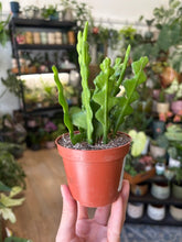 Kép betöltése a galériamegjelenítőbe: Epiphyllum anguliger 9cm - Karéjos kaktusz - Fishbone cactus