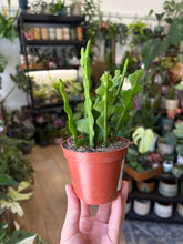 Kép betöltése a galériamegjelenítőbe: Epiphyllum anguliger 9cm - Karéjos kaktusz - Fishbone cactus