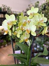 Kép betöltése a galériamegjelenítőbe: Phalaenopsis - Lepkeorchidea, sárga