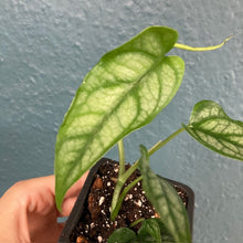 Kép betöltése a galériamegjelenítőbe: Monstera siltepecana - Tropical Home