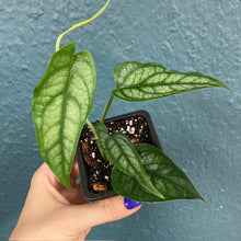 Kép betöltése a galériamegjelenítőbe: Monstera siltepecana - Tropical Home