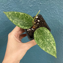 Kép betöltése a galériamegjelenítőbe: Hoya rangsan - Tropical Home