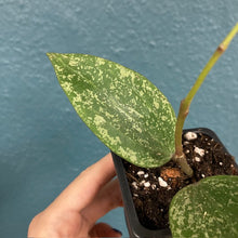 Kép betöltése a galériamegjelenítőbe: Hoya rangsan - Tropical Home