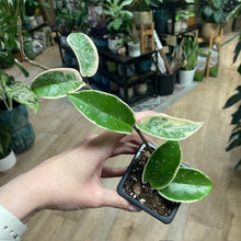 Kép betöltése a galériamegjelenítőbe: Hoya carnosa "Krimson queen splash" - Tropical Home