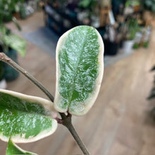 Kép betöltése a galériamegjelenítőbe: Hoya carnosa "Krimson queen splash" - Tropical Home