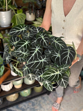 Kép betöltése a galériamegjelenítőbe: Alocasia reginula "Ninja" - Tropical Home