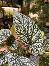 Kép betöltése a galériamegjelenítőbe: Begonia "Snowcap" 17cm