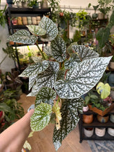 Kép betöltése a galériamegjelenítőbe: Begonia "Snowcap" 17cm