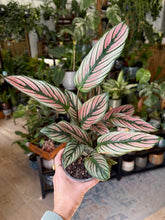 Kép betöltése a galériamegjelenítőbe: Calathea majestica "White star" - Zebralevél - Tropical Home