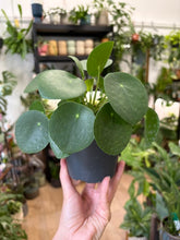 Kép betöltése a galériamegjelenítőbe: Pilea peperomioides - Pénzlevelű pilea 11cm - Chinese Money Plant