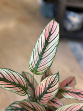 Kép betöltése a galériamegjelenítőbe: Calathea majestica "White star" - Zebralevél - Tropical Home