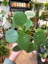 Kép betöltése a galériamegjelenítőbe: Pilea peperomioides - Pénzlevelű pilea 11cm - Chinese Money Plant