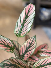 Kép betöltése a galériamegjelenítőbe: Calathea majestica "White star" - Zebralevél - Tropical Home
