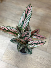 Kép betöltése a galériamegjelenítőbe: Calathea majestica "White star" - Zebralevél - Tropical Home