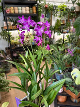 Kép betöltése a galériamegjelenítőbe: Dendrobium "Berry oda"
