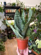 Kép betöltése a galériamegjelenítőbe: Sansevieria zeylanica 10cm - Anyósnyelv