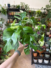 Kép betöltése a galériamegjelenítőbe: Rhaphidophora tetrasperma (Monstera minima) 12cm