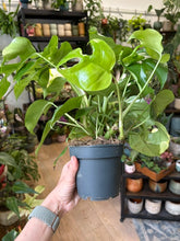 Kép betöltése a galériamegjelenítőbe: Rhaphidophora tetrasperma (Monstera minima) 12cm