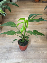 Kép betöltése a galériamegjelenítőbe: Monstera burle-marx "Flame" - Tropical Home