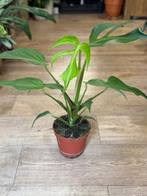 Kép betöltése a galériamegjelenítőbe: Monstera burle-marx "Flame" - Tropical Home