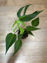 Kép betöltése a galériamegjelenítőbe: Monstera burle-marx "Flame" - Tropical Home