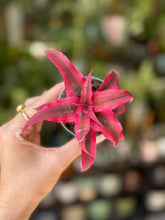 Kép betöltése a galériamegjelenítőbe: Cryptanthus bivittatus "Super pink" - Tropical Home