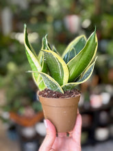 Kép betöltése a galériamegjelenítőbe: Sansevieria trif. Hahnii “Jade marginata” 9cm cserépátmérő - Anyósnyelv - Tropical Home