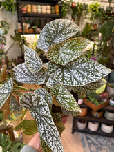 Kép betöltése a galériamegjelenítőbe: Begonia "Snowcap" 17cm