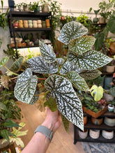 Kép betöltése a galériamegjelenítőbe: Begonia "Snowcap" 17cm