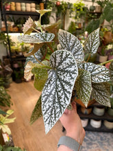 Kép betöltése a galériamegjelenítőbe: Begonia "Snowcap" 17cm