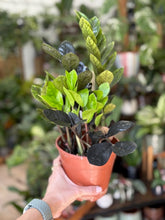 Kép betöltése a galériamegjelenítőbe: Zamioculcas zamiifolia Raven - ZZ Raven - Fekete legénypálma - Tropical Home