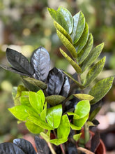 Kép betöltése a galériamegjelenítőbe: Zamioculcas zamiifolia Raven - ZZ Raven - Fekete legénypálma - Tropical Home
