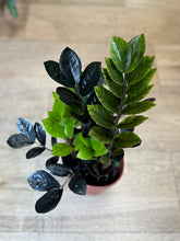 Kép betöltése a galériamegjelenítőbe: Zamioculcas zamiifolia Raven - ZZ Raven - Fekete legénypálma - Tropical Home