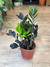 Kép betöltése a galériamegjelenítőbe: Zamioculcas zamiifolia Raven - ZZ Raven - Fekete legénypálma - Tropical Home