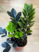 Kép betöltése a galériamegjelenítőbe: Zamioculcas zamiifolia Raven - ZZ Raven - Fekete legénypálma - Tropical Home