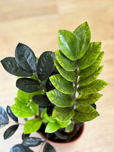 Kép betöltése a galériamegjelenítőbe: Zamioculcas zamiifolia Raven - ZZ Raven - Fekete legénypálma - Tropical Home