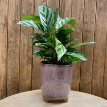 Kép betöltése a galériamegjelenítőbe: Calathea Freddie- Zebralevél - Tropical Home