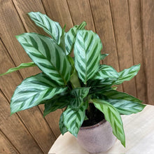 Kép betöltése a galériamegjelenítőbe: Calathea Freddie- Zebralevél - Tropical Home