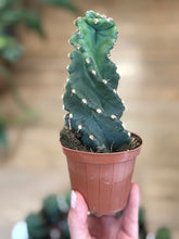 Kép betöltése a galériamegjelenítőbe: Cereus forbesii 'Spiralis' - Spirálkaktusz - Tropical Home