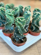 Kép betöltése a galériamegjelenítőbe: Cereus forbesii 'Spiralis' - Spirálkaktusz - Tropical Home